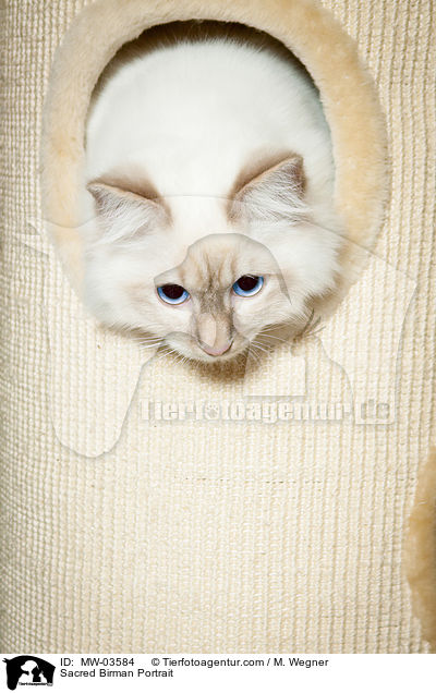 Heilige Birma Portrait / Sacred Birman Portrait / MW-03584