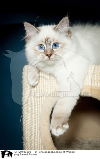 liegende Heilige Birma / lying Sacred Birman / MW-03596