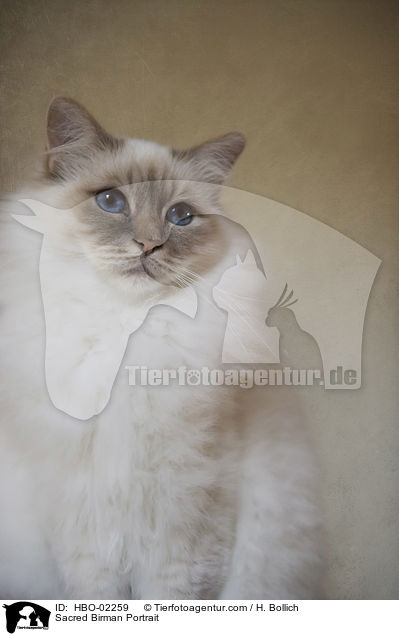 Heilige Birma Portrait / Sacred Birman Portrait / HBO-02259