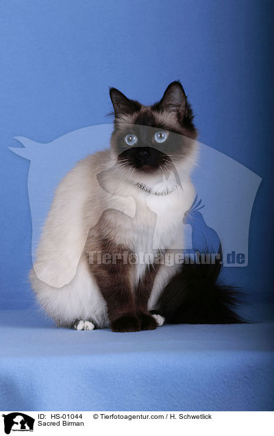 Sacred Birman / HS-01044