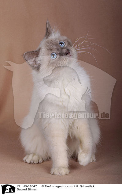 Heilige Birma / Sacred Birman / HS-01047