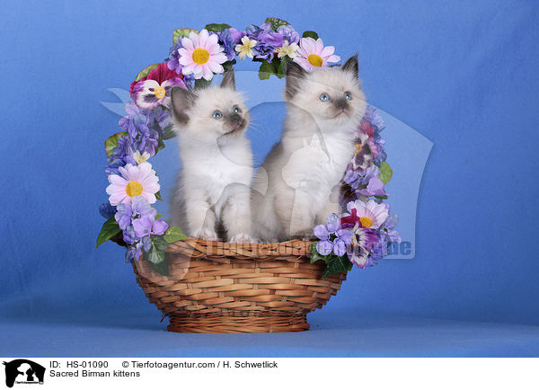 Heilige Birma Ktzchen / Sacred Birman kittens / HS-01090