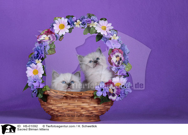 Heilige Birma Ktzchen / Sacred Birman kittens / HS-01092