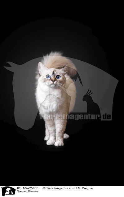 Heilige Birma / Sacred Birman / MW-25838