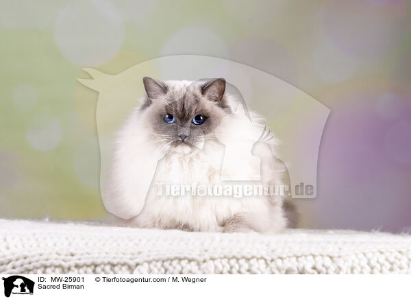 Heilige Birma / Sacred Birman / MW-25901