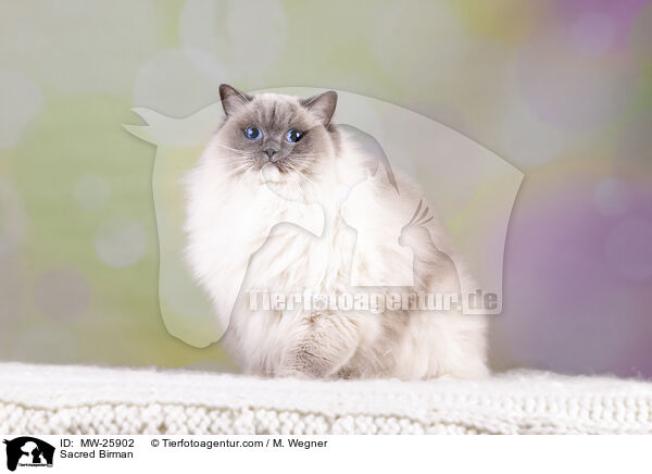 Heilige Birma / Sacred Birman / MW-25902