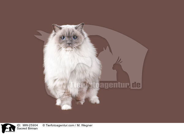 Heilige Birma / Sacred Birman / MW-25904