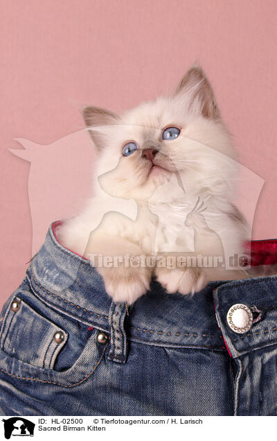 Heilige Birma Ktzchen / Sacred Birman Kitten / HL-02500