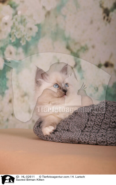 Heilige Birma Ktzchen / Sacred Birman Kitten / HL-02611