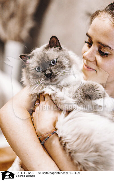 Heilige Birma / Sacred Birman / LR-01202