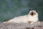 lying Sacred Birman