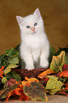 Sacred Birman kitten