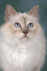 Sacred Birman Portrait