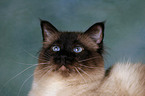 Sacred Birman Portrait