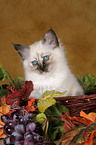 Sacred Birman kitten