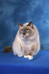 sitting Sacred Birman