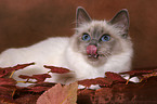 lying Sacred Birman