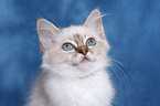 Sacred Birman kitten Portrait