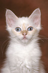 Sacred Birman kitten Portrait