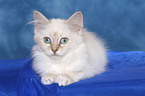 lying Sacred Birman kitten