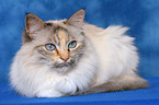 lying sacred birman