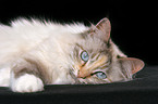 lying sacred birman