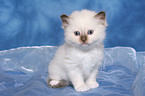 sitting Sacred Birman Kitten