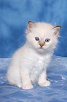 sitting Sacred Birman Kitten