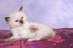 Sacred Birman Kitten