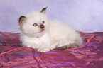 Sacred Birman Kitten