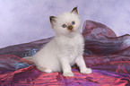 sitting Sacred Birman Kitten