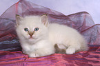 Sacred Birman Kitten