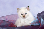 Sacred Birman Kitten