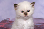 Sacred Birman Kitten Portrait