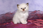 sitting Sacred Birman Kitten