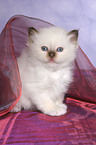 sitting Sacred Birman Kitten