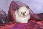 Sacred Birman Kitten