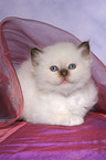 Sacred Birman Kitten