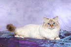 lying Sacred Birman