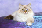 lying Sacred Birman