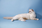 Birman Cat