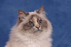 female sacred birman