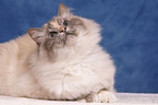 female sacred birman