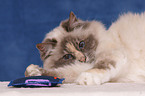 female sacred birman