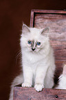 Sacred Birman Kitten