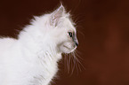 Sacred Birman Kitten