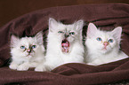 Sacred Birman Kitten