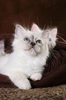 Sacred Birman Kitten