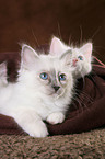 Sacred Birman Kitten