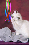 Sacred Birman Kitten